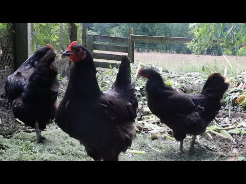 Back To Eden Gardening: Pauls Chicken Run Will Blow Your Mind [Build Soil HEALTH FAST]