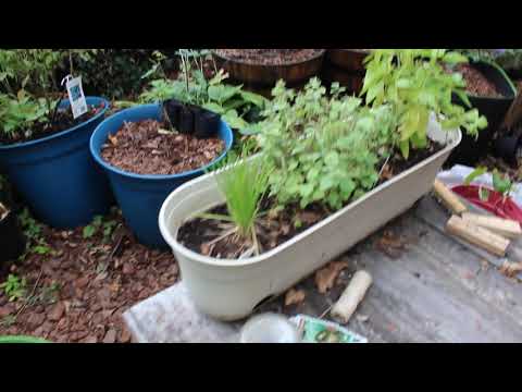 Garden and plants overview part#2