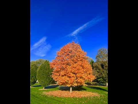 Chill Jazz Guitar Piano Quartet Jam (Fall 2021 &quot;EP&quot;, Track#3)